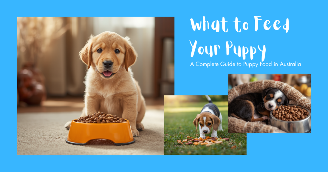 What to Feed Your Puppy: A Complete Guide to Puppy Food in Australia