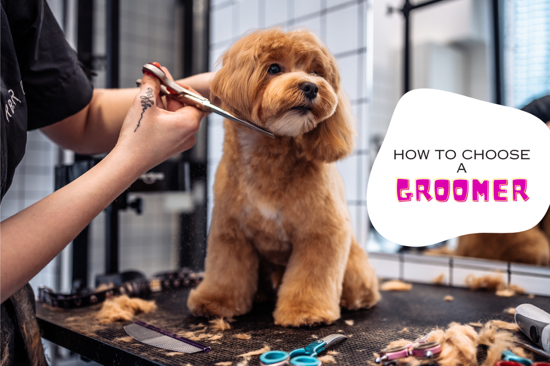 How to Choose the Right Groomer for Your Dog