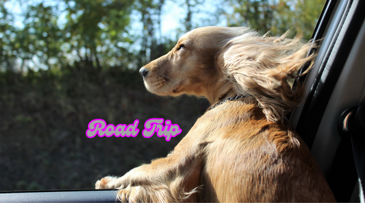 Embark on the Ultimate Road Trip with Your Dog: Tips for Every Dogonality