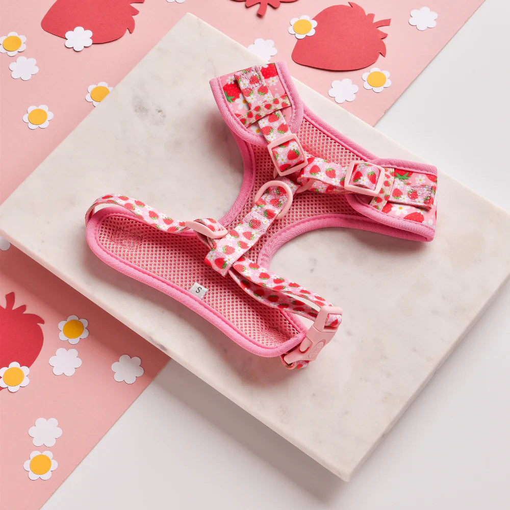 Cocopup London Pupberry Fields Harness lifestyle