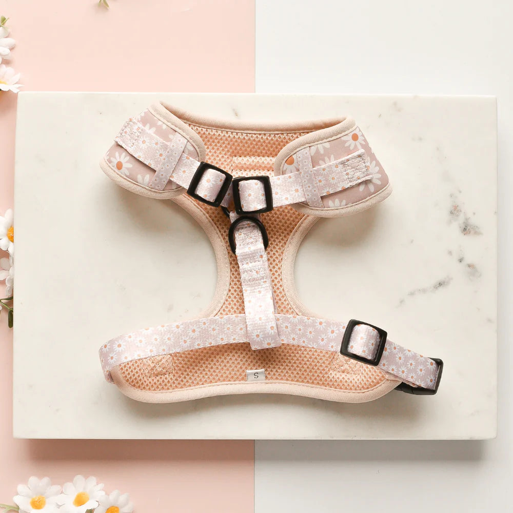 Cocopup London Daisy Chain Harness on dog