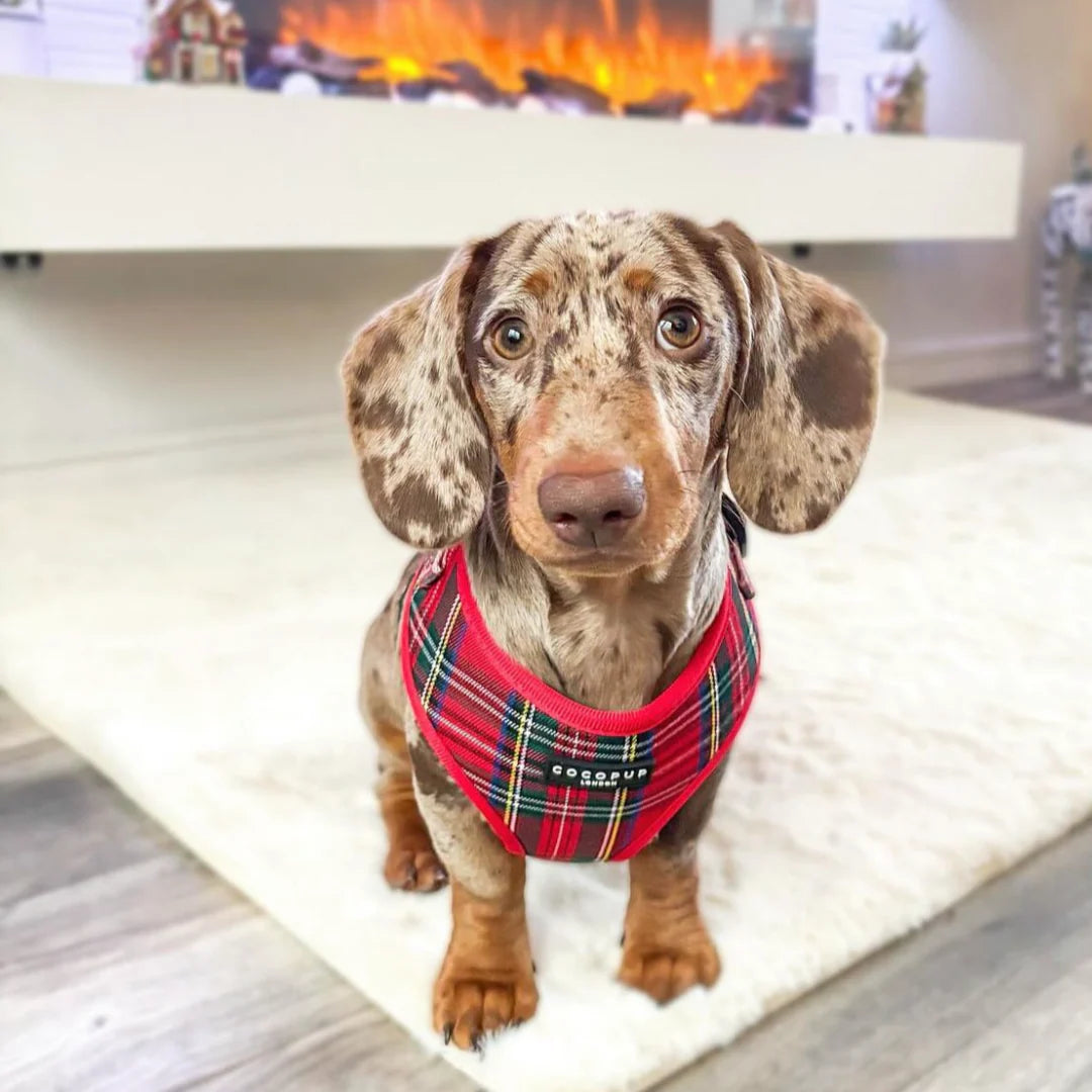 Cocopup London Tartan harness lifestyle outdoor shot