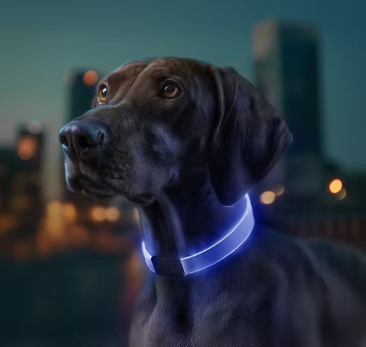 WAUDOG LED Collar - clasp and adjustment detail