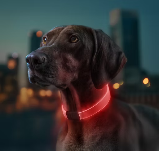 WAUDOG LED Collar - lifestyle shot on dog