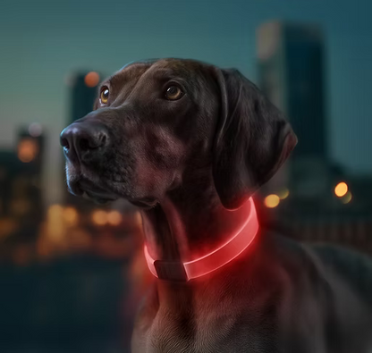 WAUDOG LED Collar - lifestyle shot on dog