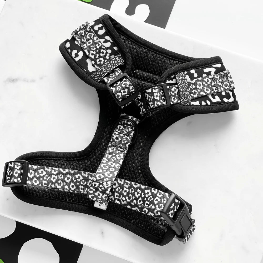 Cocopup London Black Leopard Harness on dog outdoors